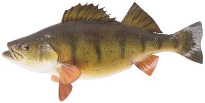 Nile Perch